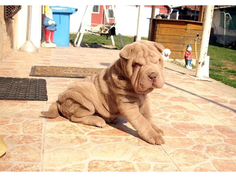 Shar store pei ár